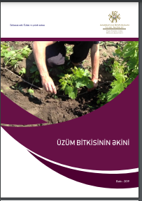 Üzüm bitkisinin əkini